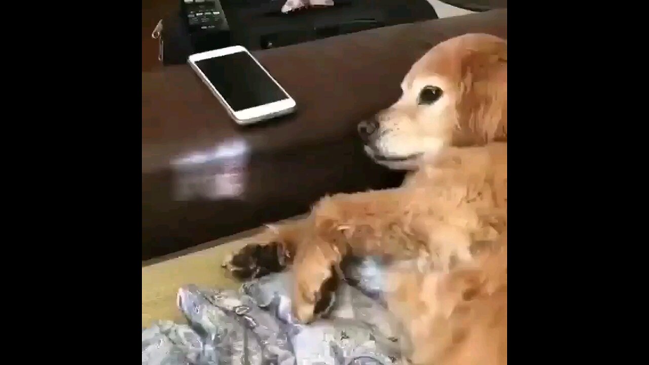 funny dog