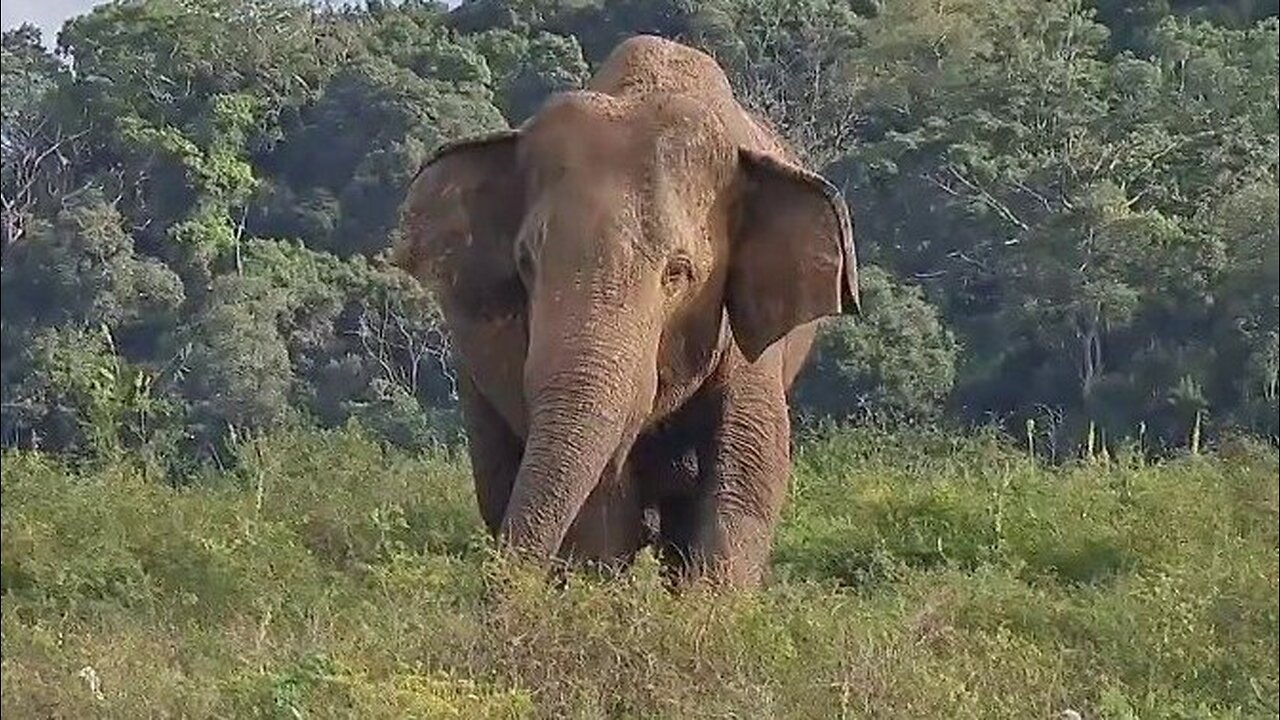 Elephant Encounter: A Heart-Stopping Wildlife Experience on the Riverbank