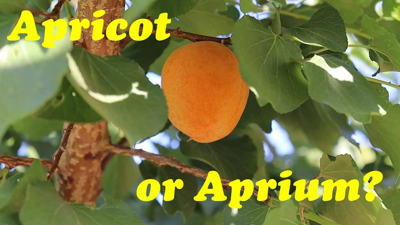 Apricot vs Aprium | Which is Better?