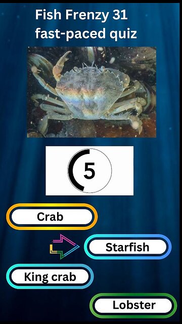 Fish Frenzy 31 A fast-paced quiz