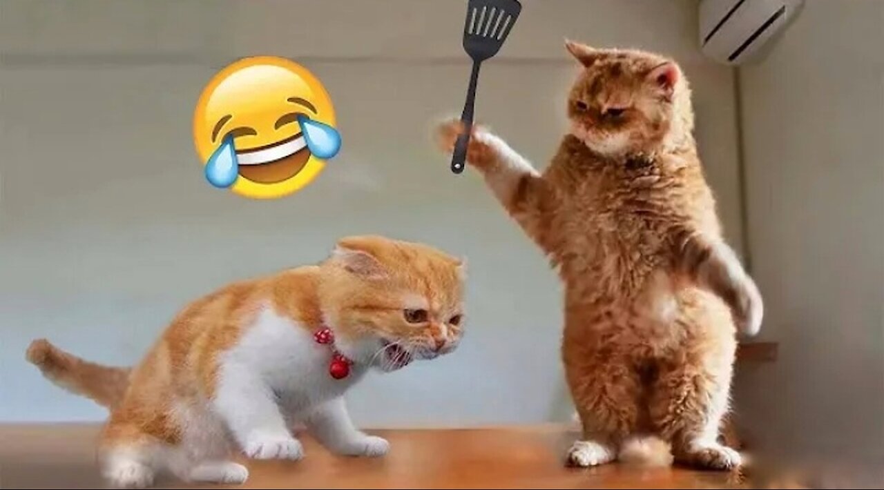 Funny animals - Funny cats and dogs - Funny animal videos 2023