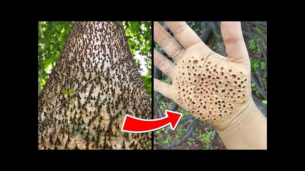 Most Dangerous Trees You Should NEVER Touch