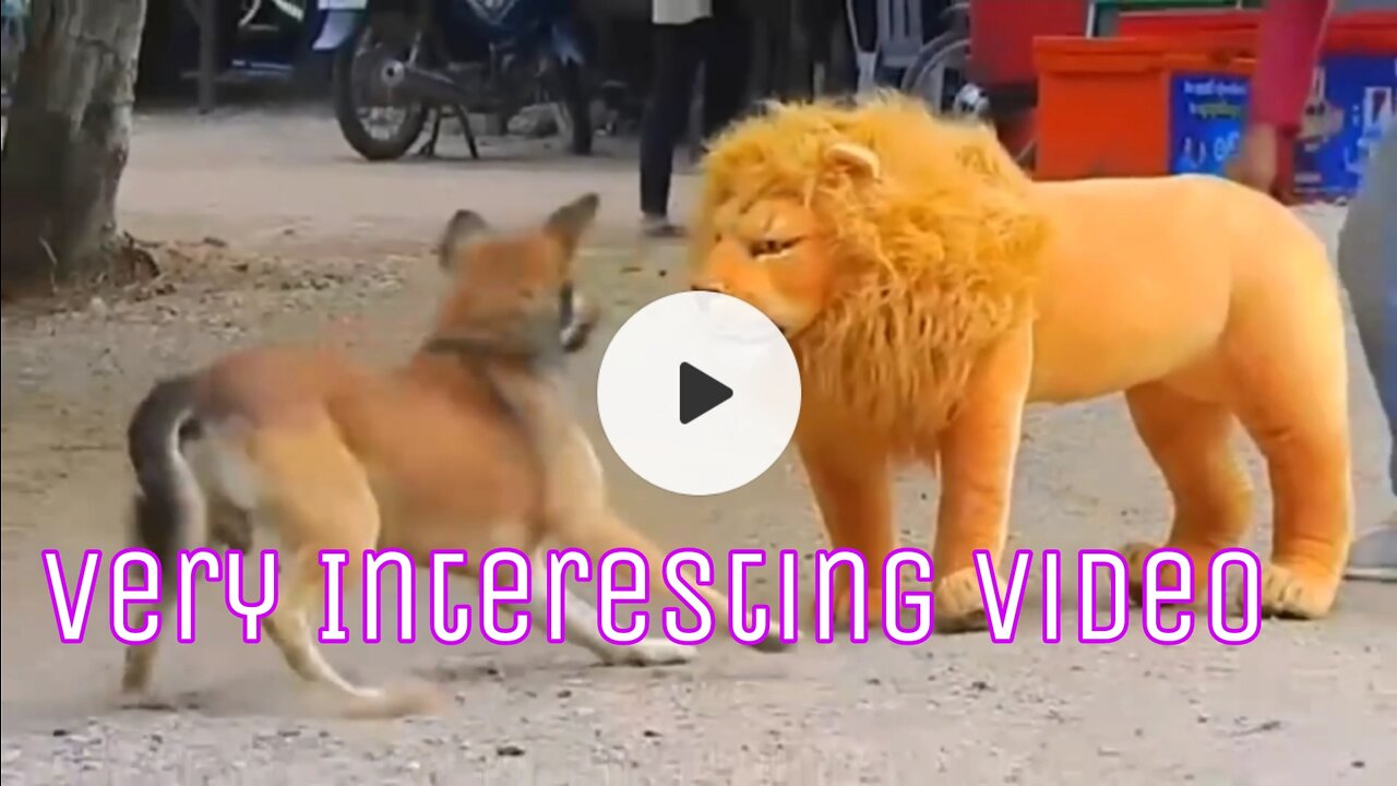 Funny Dog and Lion Video 😅 Excellent Interested Video Ever Seen