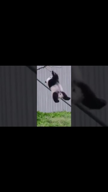 O Urso mais teimoso da internet! #shorts