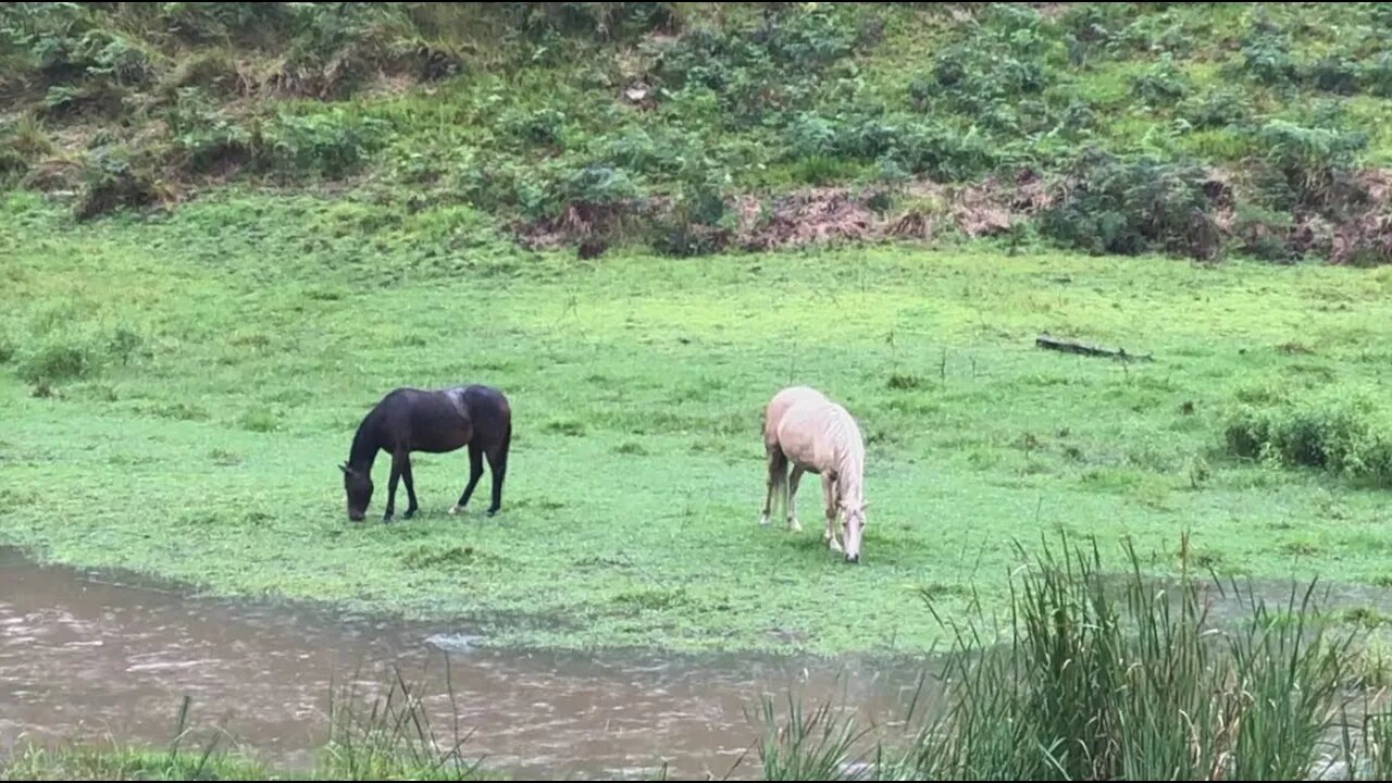 It's raining again Part II it might flood again . Visible difference in creek in 40 minutes of rain.