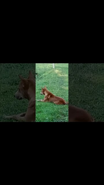 Getting two dogs to smile for the camera 📸 #goldenretriever #dog #shorts