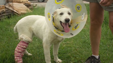 "Kona", injured leg dog from Manitoba in care of Niagara SPCA | Pet Relocation Program