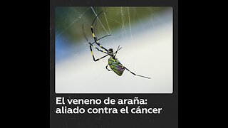 Brasil avanza en una prometedora cura contra el cáncer a partir del veneno de una araña