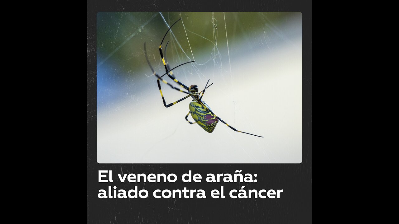 Brasil avanza en una prometedora cura contra el cáncer a partir del veneno de una araña