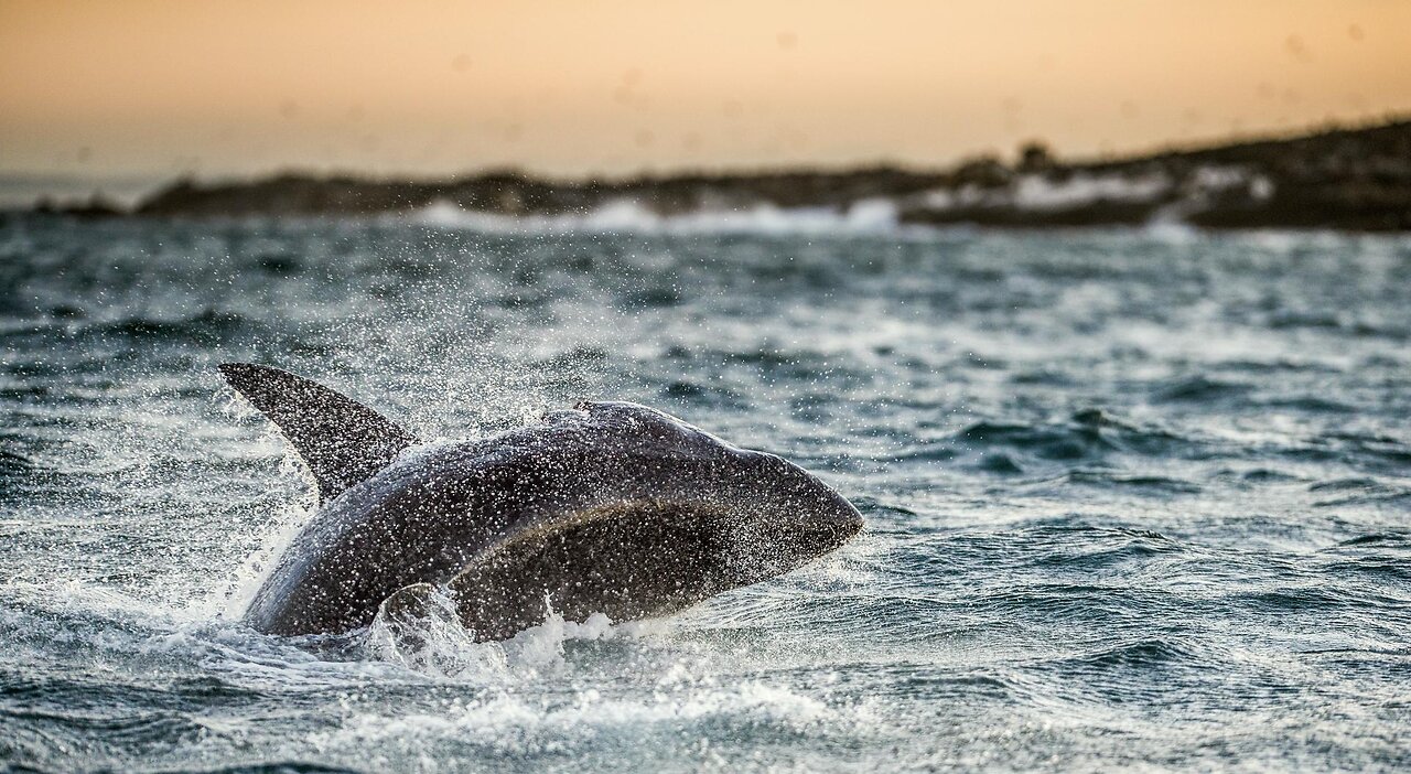 Shark Attack Victim Attacked by Lions on Way to Hospital