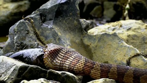 Python eating | paython eating big stuppp😱😱😱😱😱
