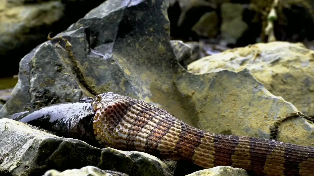Python eating | paython eating big stuppp😱😱😱😱😱