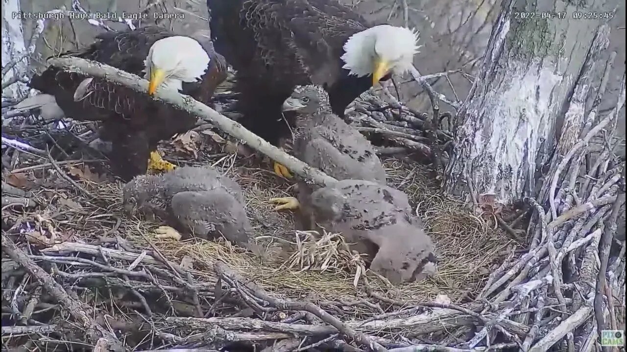 Hays Bald Eagles Mom brings Huge Log over H16 H17 H18 2022 04 17 9:25am