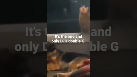 MEME is the one and only D-O double G #shorts