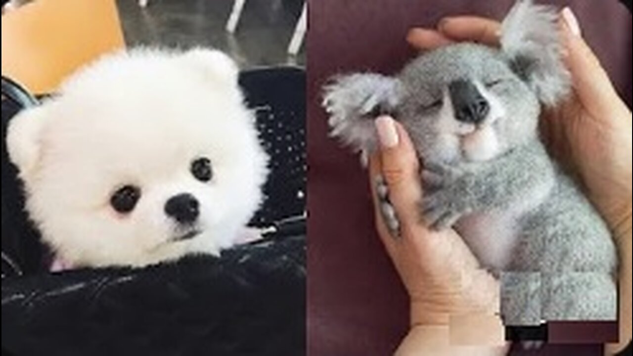 Cute baby animals Videos Compilation cute moment of the animals - Cutest Animals