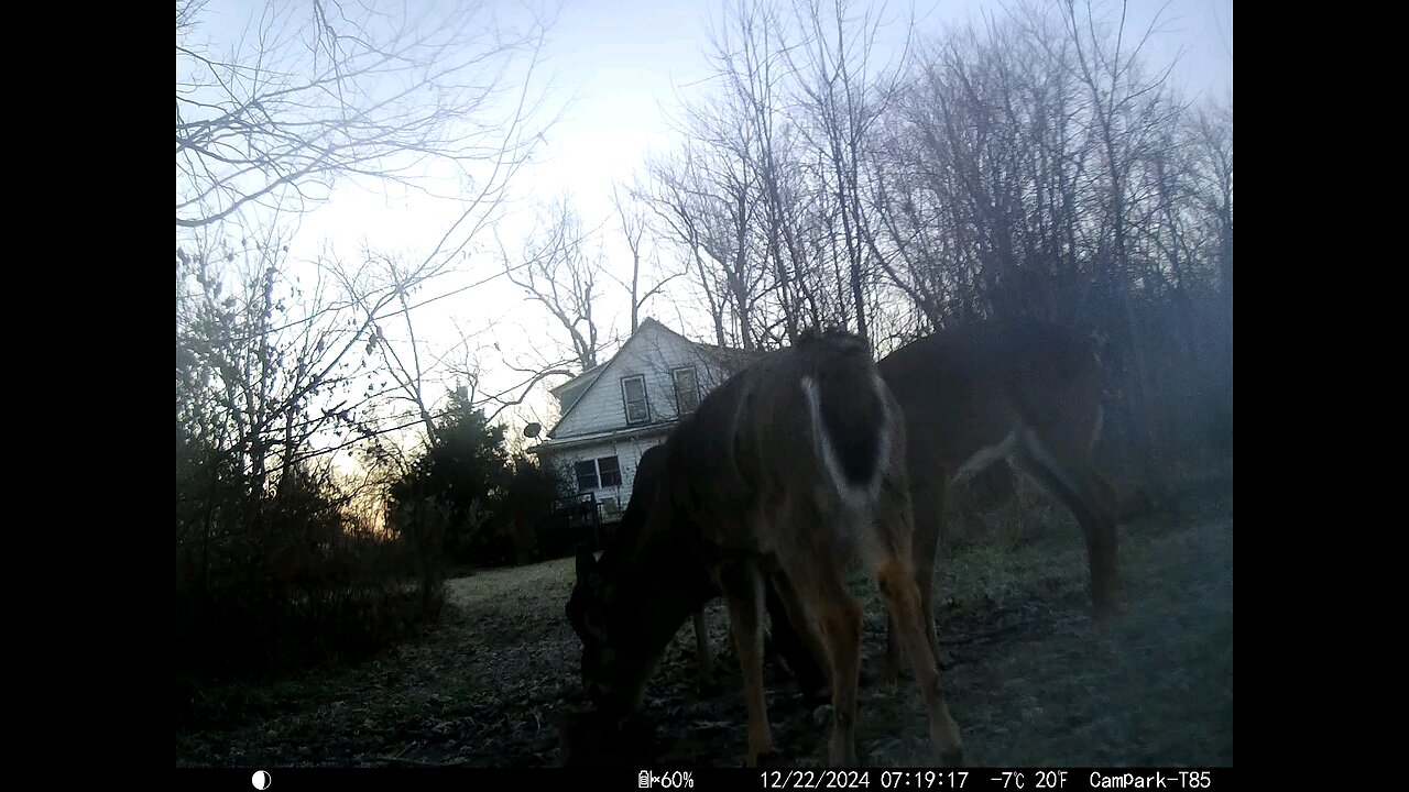 Deer Cam 12-22-2024