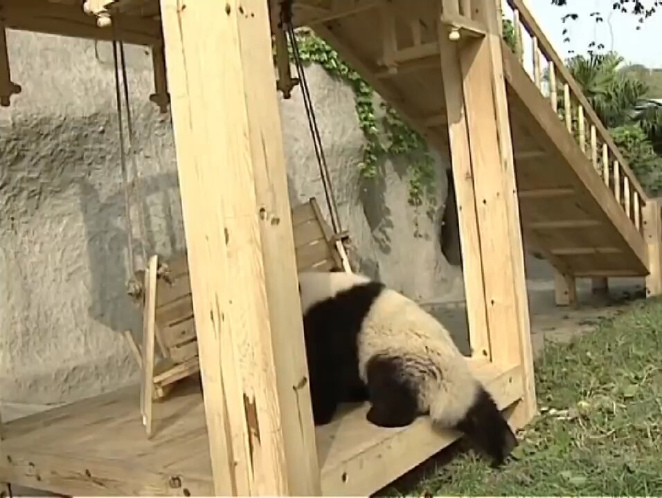 cute panda 🐼 playing on the slide