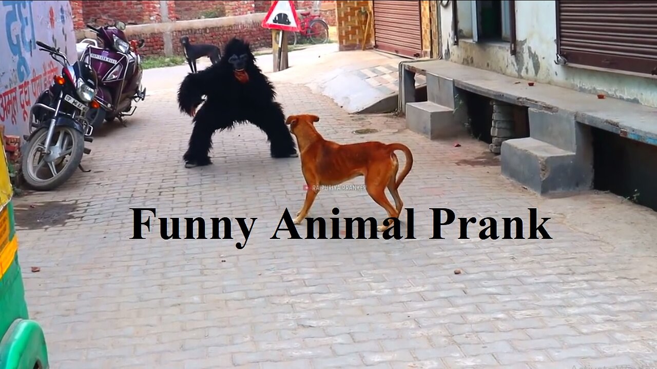 Fake Small Gorilla Prank Dog Group TRY TO NOT LAUGH || Animal funny prank