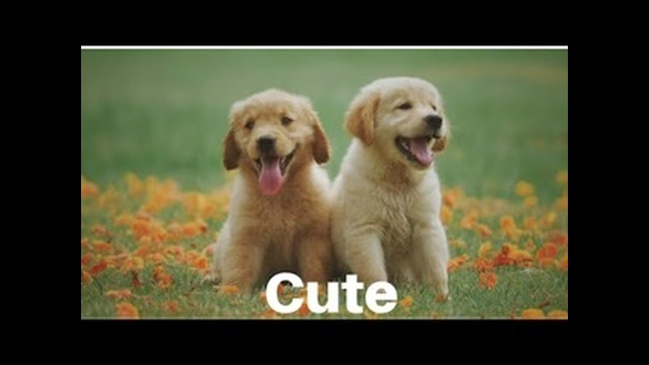 Cute animals