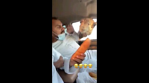 funny videos 😂😂