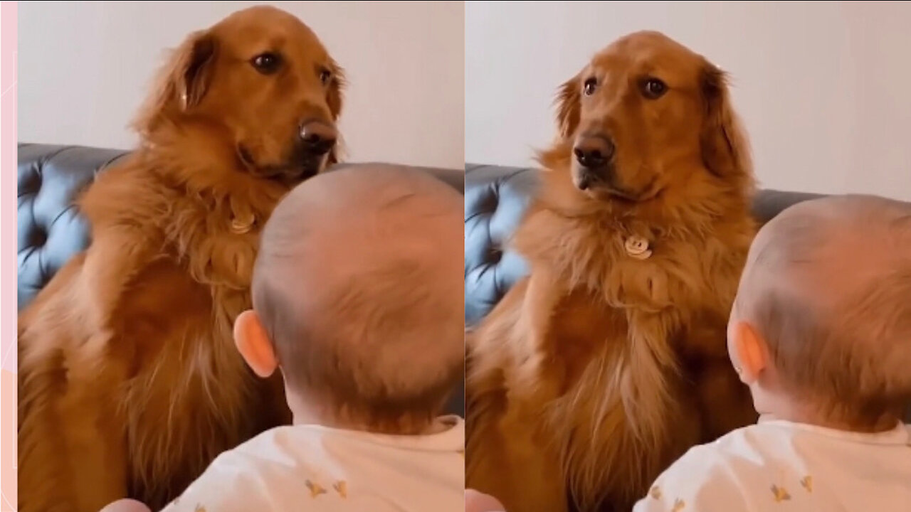 Adorable dog dont want to notice a new baby 😂