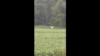 Monster Albino Buck