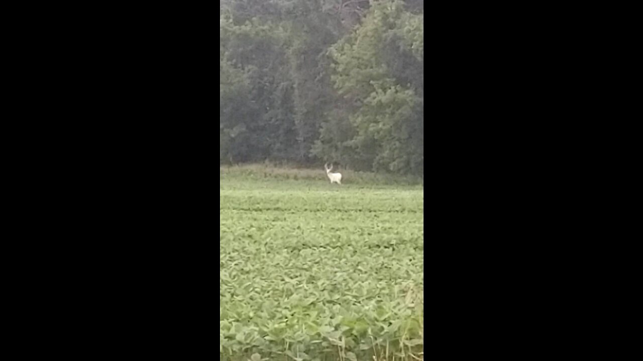 Monster Albino Buck