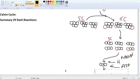 9th Class Bio Dark Reactions