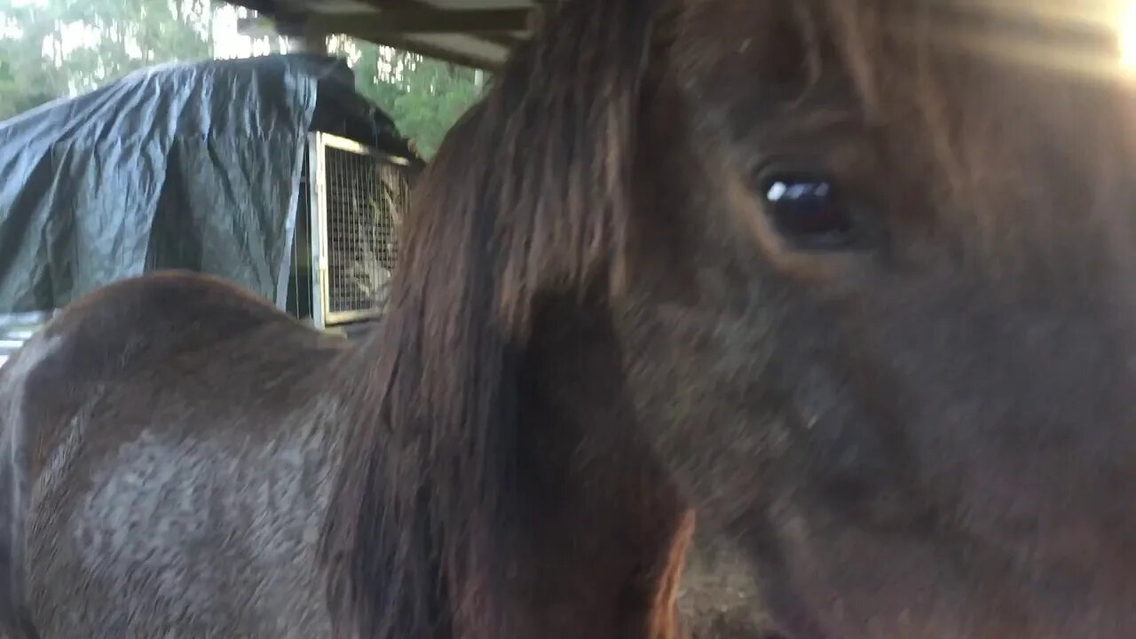 Attempting to show Ruby's big head, but Dyani pushes in on me in the background
