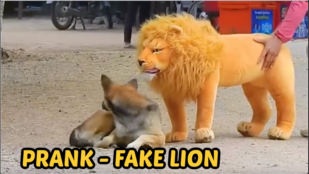 Troll Prank " Fake Lion "