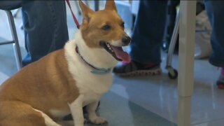 Experts recommend brushing pets' teeth multiple times a week