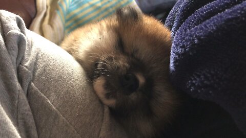 Panja the Akitainu