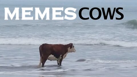 Cows, FBI, Fauci, Star Wars and MORE Cow memes