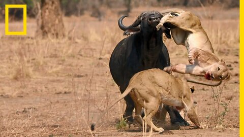 how to experience wild animals. they often confront each other