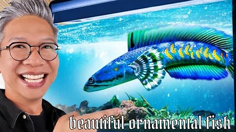 beautiful ornamental fish