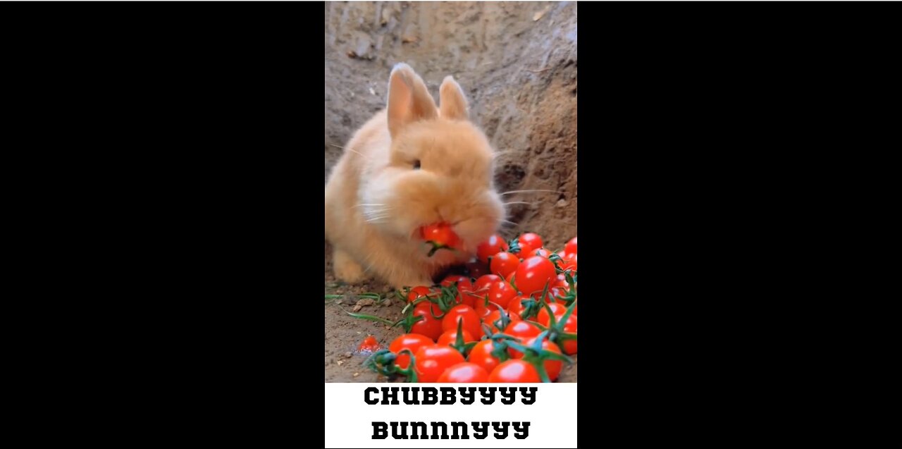 Tiny Munchers: Adorable Baby Bunny Feasting on Baby Tomatoes!