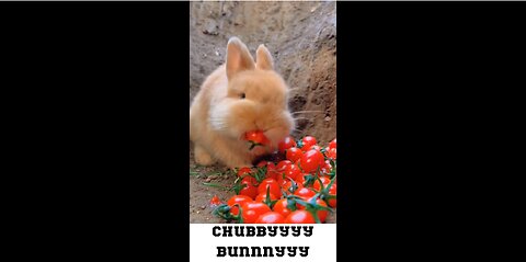 Tiny Munchers: Adorable Baby Bunny Feasting on Baby Tomatoes!