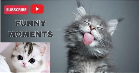 Funny Moments Cats Baby Playing.