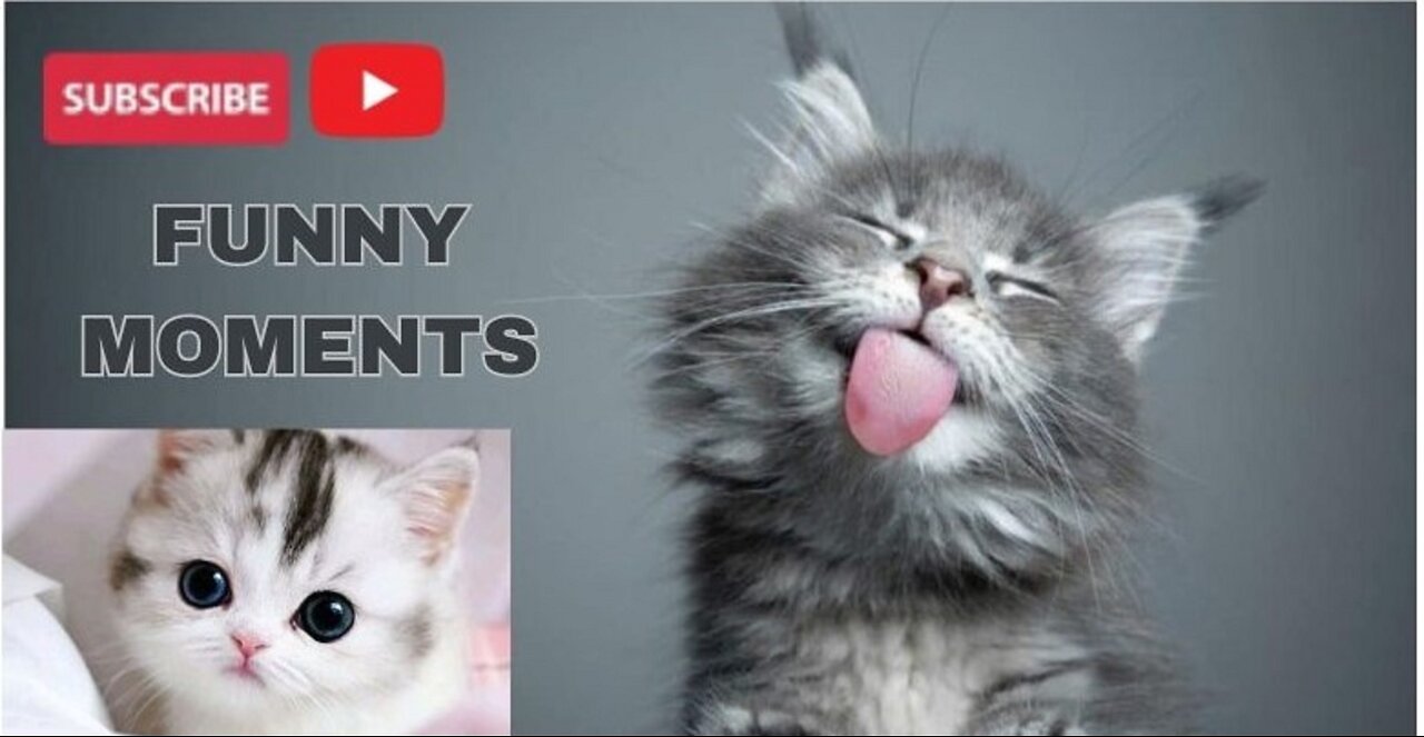 Funny Moments Cats Baby Playing.