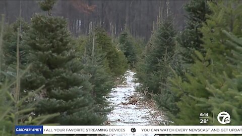How the recession more than 10 years ago is leading to a Christmas tree shortage this year