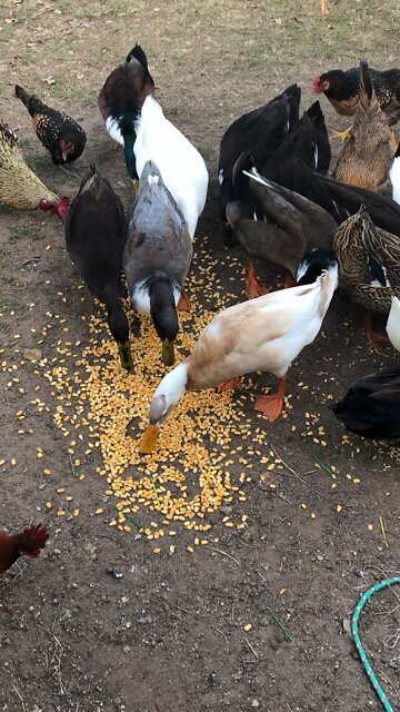 Feeding time for ducks