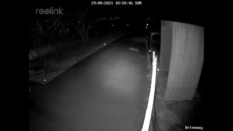 Fox on driveway