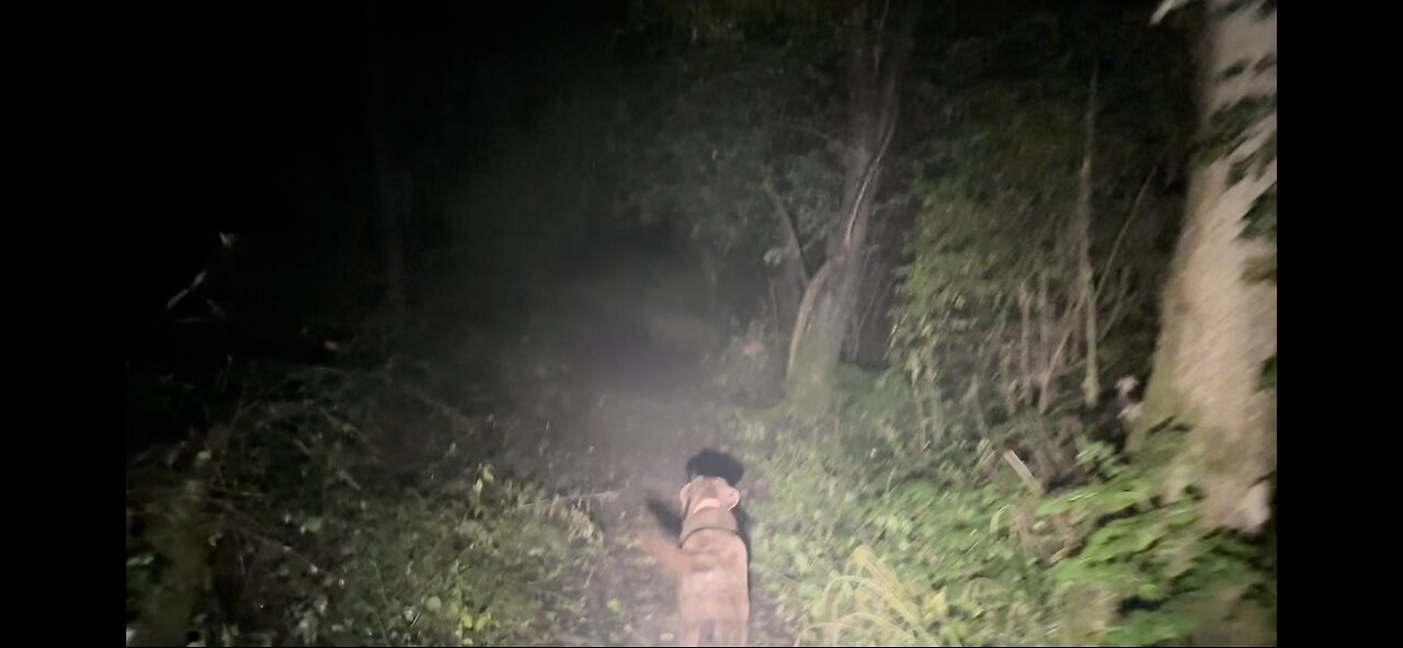 Scary Dog Walk
