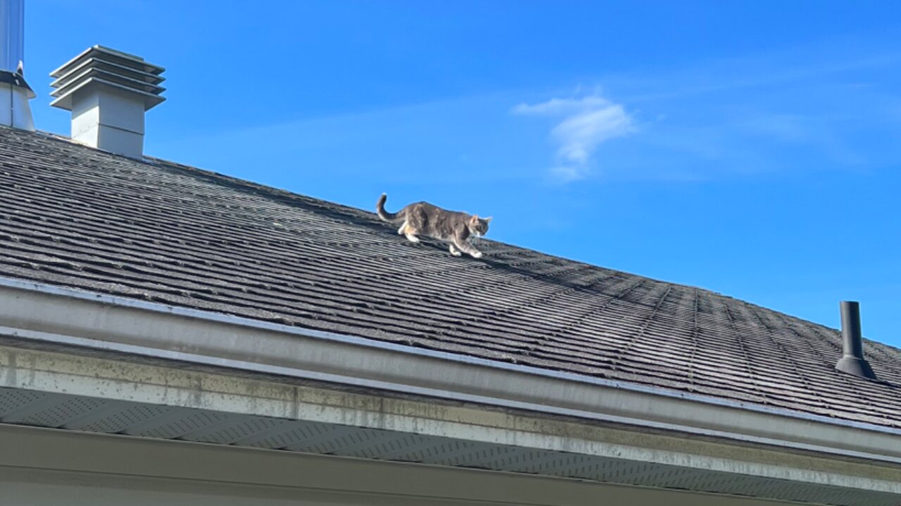 Mimi the Cat climbed onto the roof of the house and does not know how to come down