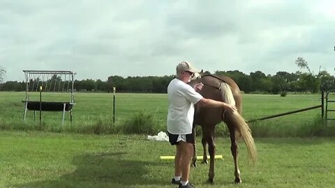 Teaching Horses Different Languages - My Horse Understands 6 Different Languages - Trick Training