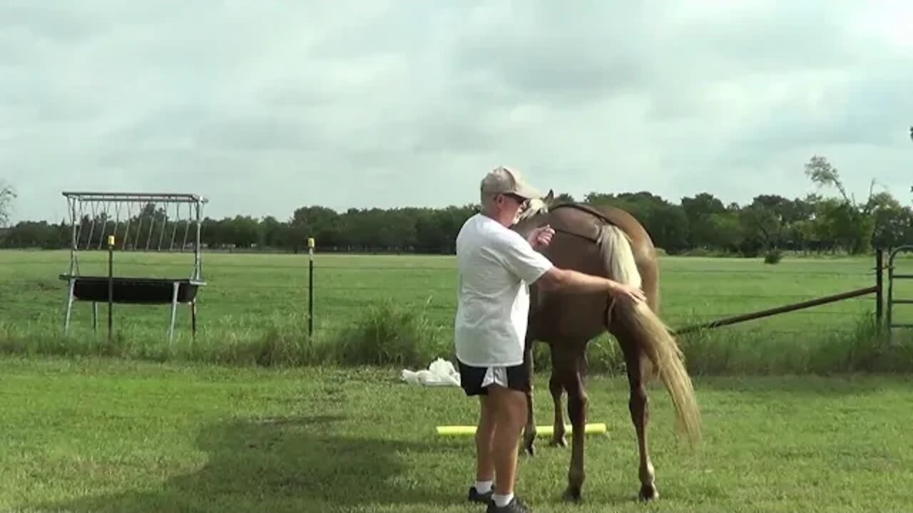 Teaching Horses Different Languages - My Horse Understands 6 Different Languages - Trick Training