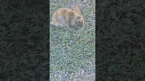 calico rabbit kit