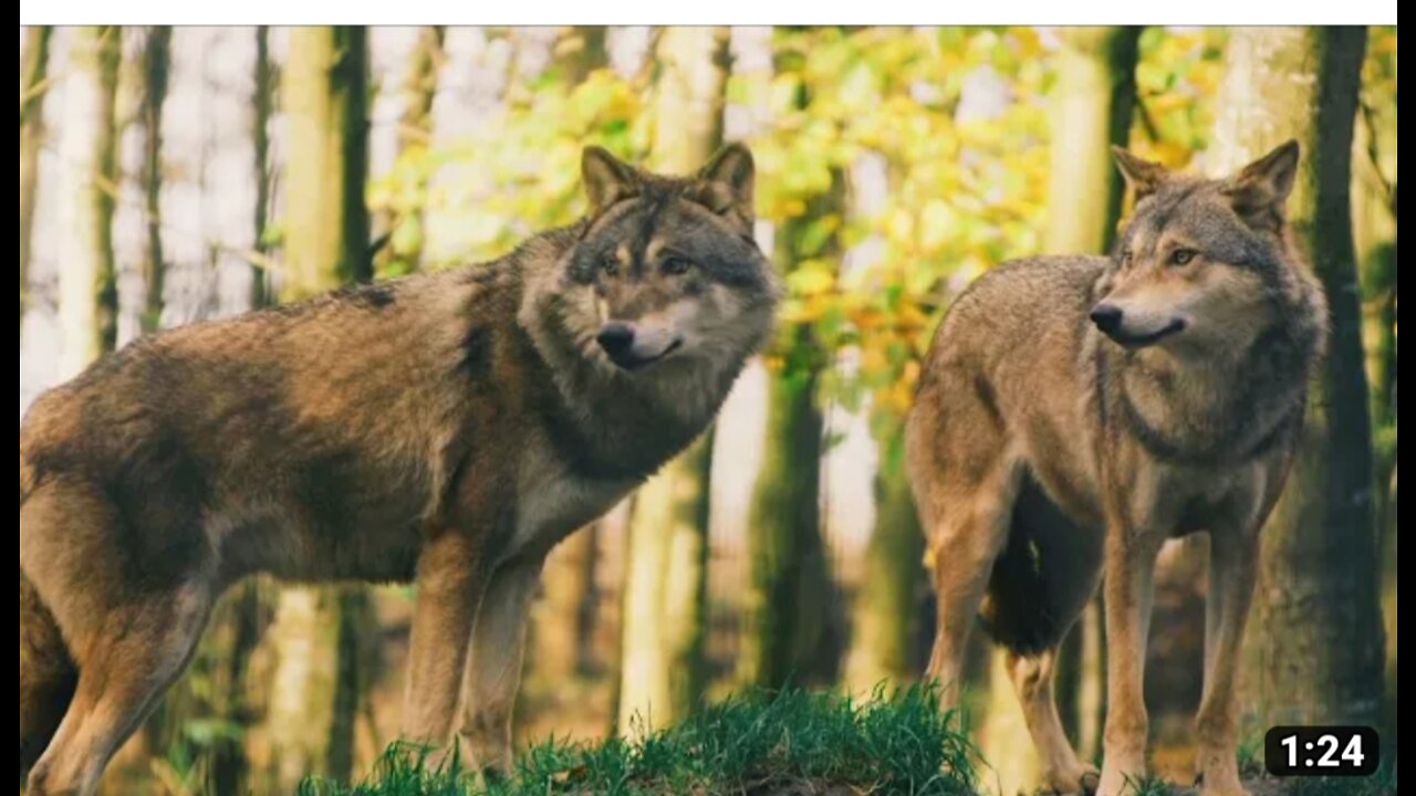 Animals video