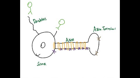 The Neuron