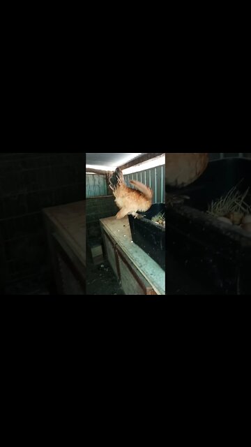 Forest getting back on her eggs